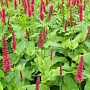 Persicaria amplexicaulis 'Inverleith' GM P11 BIO