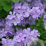 Phlox divaricata 'Blue Moon' GM P9 BIO