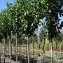 Prunus a. 'Road Scout' 18-20 HO draadkluit