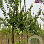 Prunus padus 'Tiefurt' 12-14 HO draadkluit