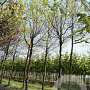Prunus serrula 20-25 HO draadkluit