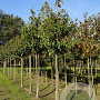 Prunus ser. 'Taihaku' 20-25 HO draadkluit