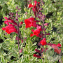 Salvia greggii 'Dessert Blaze' GM P9 BIO
