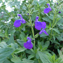 Salvia microphylla 'Blue Monrovia' GM P9 BIO