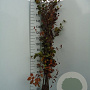 Fagus sylvatica 150-175 cm wortelgoed 1/2