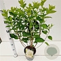 Hydrangea pan. 'Limelight' 40-50 cm 2,5L