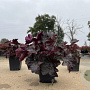 Heuchera m. 'Palace Purple' GM P9