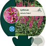 Lythrum sal. 'Robert' GM P9