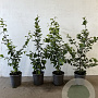 Carpinus betulus 40-60 cm C1.5