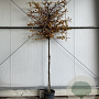 Carpinus betulus 16-18 HO 45L lei 150x150 200 cm stam