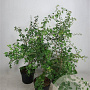 Crataegus monogyna 100-125 cm 7,5L