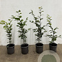Fagus sylvatica 40-60 cm C1.5
