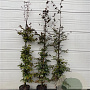 Fagus syl. 'Atropunicea' 150-175 cm 12L