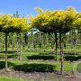 Gleditsia triac. 'Skyline' 12-14 HO 45L dakvorm 250 cm stam vierkant