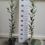 Ilex aquifolium 60-80 cm 2,0L overjarig