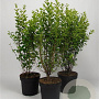 Ligustrum oval. 'Aureum' 80-100 cm 7,5L