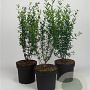 Ligustrum vulg. 'Atrovirens' 60-80 cm 7,5L