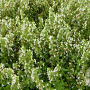 Teucrium cham. 'Album' GM P9