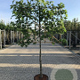Liquidambar styraciflua 14-16 HA 45L lei 150x150 150 cm stam