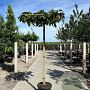 Morus alba 'Fruitless' 10-12 HO 40L dakvorm 240 cm stam vierkant