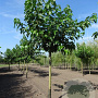 Morus alba 'Fruitless' 12-14 HO 40L dakvorm 240 cm stam vierkant