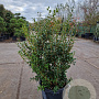 Osmanthus burkwoodii 80-100 cm 30L