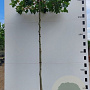 Platanus hispanica 14-16 HO 50L dakvorm 240 cm stam vierkant