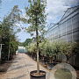 Quercus ilex 150 cm stam container 25-30