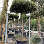 Quercus ilex 14-16 HO 50L dakvorm 240 cm stam vierkant