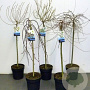 Salix Gemengd 100-125 cm wortelgoed 0/1 autochtoon
