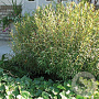 Salix purpurea 'Nana' 40-60 cm wortelgoed 0/1 3 tak