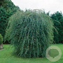 Salix purpurea 'Pendula' 40-60 cm wortelgoed 0/1 3 tak
