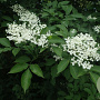 Sambucus nigra 60-100 cm wortelgoed 1/1