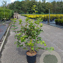 Viburnum opulus 'Roseum' 80-100 cm 12L
