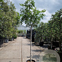 Ficus carica 100 cm stam container 12-14
