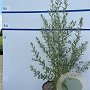 Hippophae rhamnoides 80-100 cm 7,5L