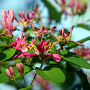Lonicera tatarica 'Rosea' 40-60 cm wortelgoed 0/1/0 2 tak