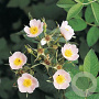 Rosa 'micranta' 60-80 cm wortelgoed autochtoon