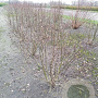 Magnolia 'Susan' 140-160 cm met kluit