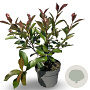 Photinia fraseri 'Red Robin' 50-60 cm 4,0L