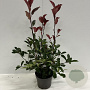 Photinia fraseri 'Red Robin' 50-60 cm 4,0L
