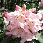 Rhododendron 'Carola' 30-40 cm 5,0L