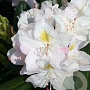 Rhododendron 'Catawbiense Album' 50-60 cm met kluit