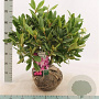 Rhododendron 'Catawb. Boursault' 50-60 cm met kluit