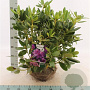 Rhododendron 'Catawb. Grandiflorum' 50-60 cm met kluit