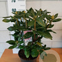 Rhododendron 'Cosmopolitan' 40 cm 5,0L