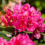 Rhododendron 'Dr H.C. Dresselhuys' 60-80 cm met kluit