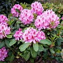 Rhododendron 'Furnivall's Daughter' 50-60 cm met kluit