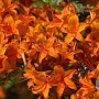 Rhododendron (AK) 'Golden Eagle' 40 cm 5,0L