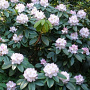 Rhododendron 'Gomer Waterer' 40-50 cm met kluit
